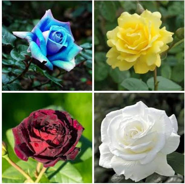 Cloud Farm Rose Plant