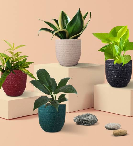 Greenkin Peace Lily Plant, Money Plant, Dracaena Golddust Plant, Snake Plant