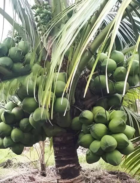 Green view Coconut Plant