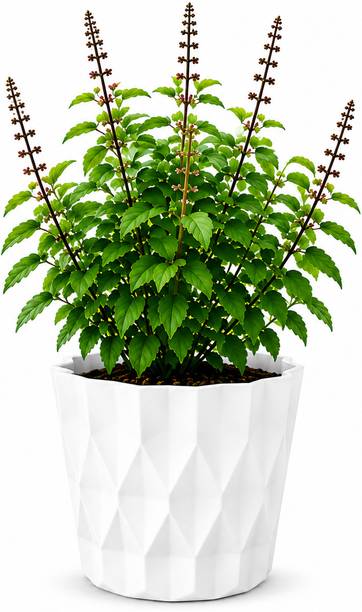 Veerla Tulsi Plant  sapling