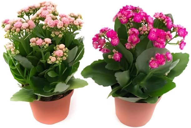 Cloud Farm Kalanchoe Plant