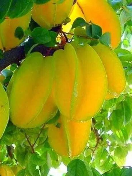 Cloud Farm Star Fruit Carambola Grafted Plant