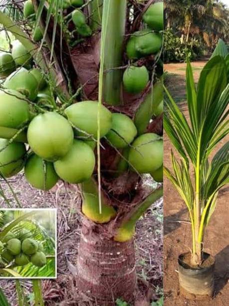 SBGARDEN Coconut Plant