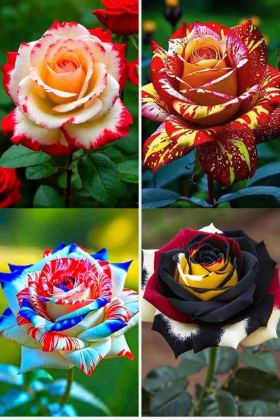 BREEZY BLOOMS Rose Plant