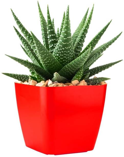 plantsNpetals Howarthia Zebra Plant