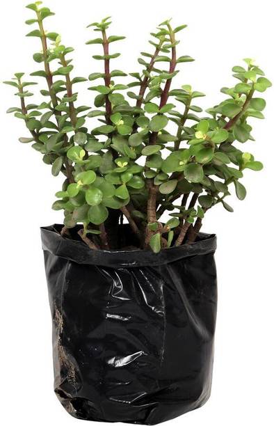 bloomyourlife Jade Plant