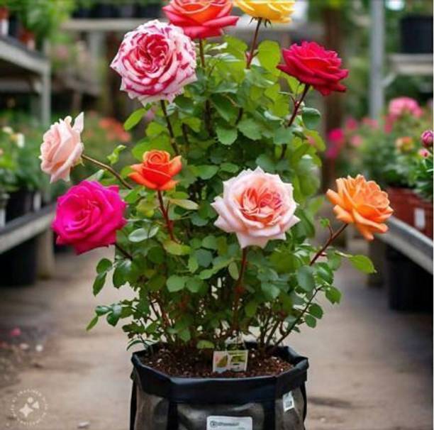 sgplantshop Rose Plant