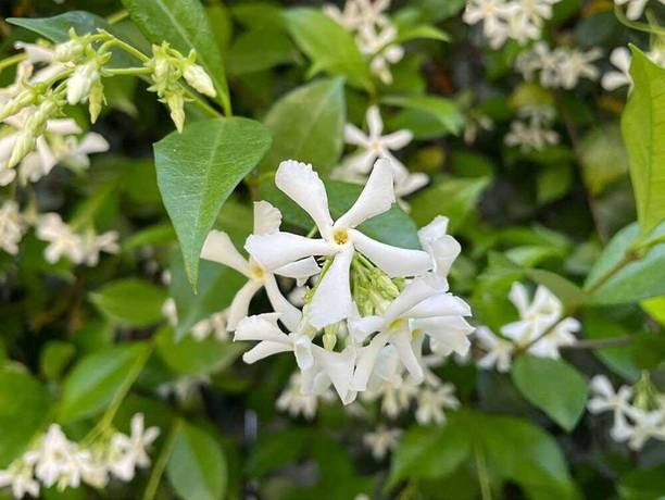 ROOTVILLA Jasmine Plant
