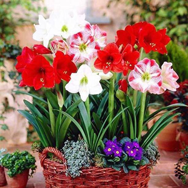 greenhousestore Lily Plant