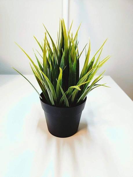 Aclipastal Spider Plant
