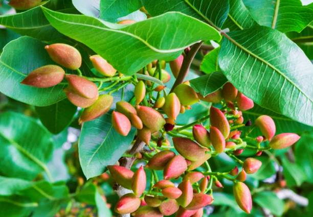 buddingbeauty Pistachio Plant