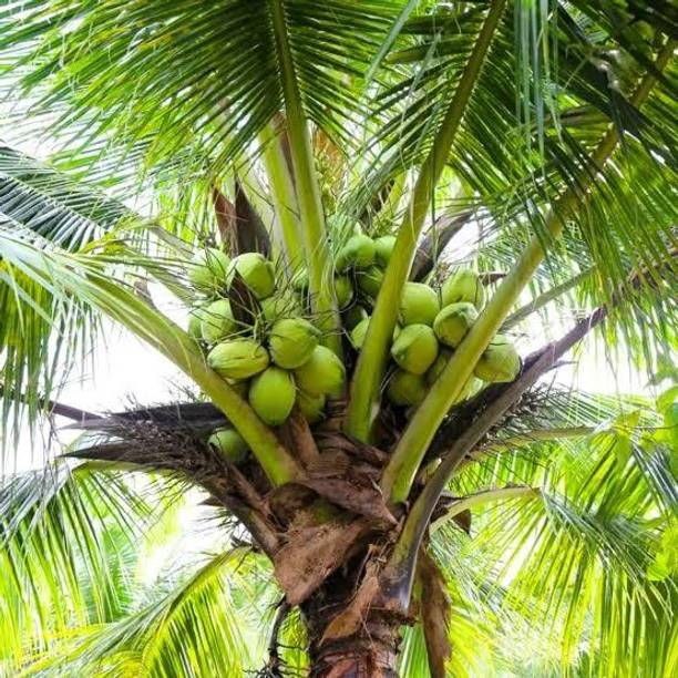 Shree Krishna bhandar Coconut Plant