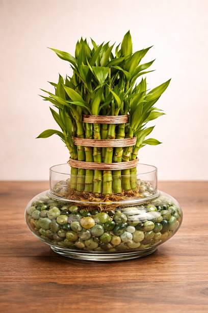 JASSI FLORA Three Layer Bamboo Plant
