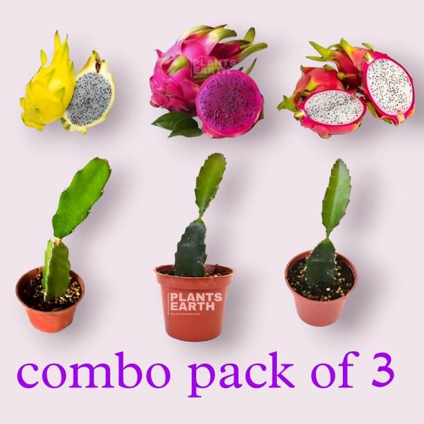 PlantsEarth Dragon Tree