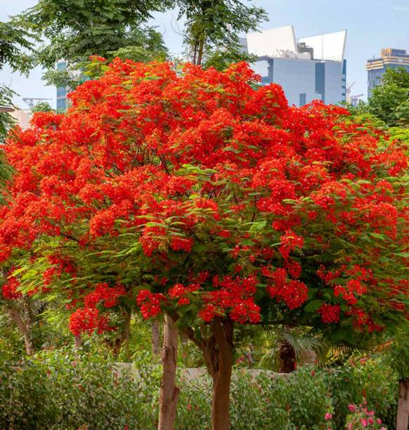 Cloud Farm Peacock Flower Plant