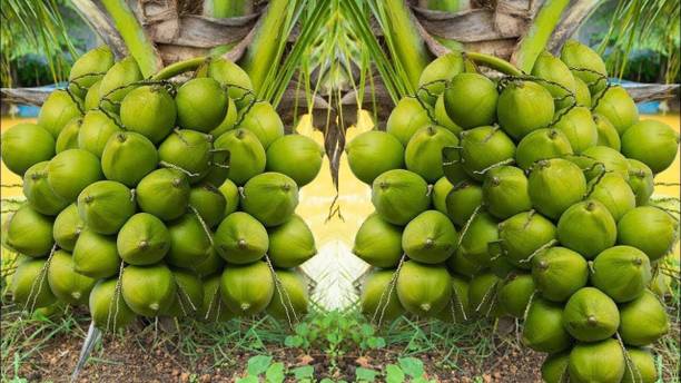 Green view Coconut Plant