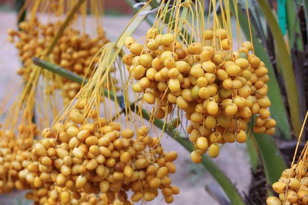 Cloud Farm Areca Palm