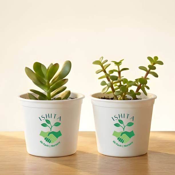 Ishita Hi- Tech Nursery Crassula Plant, Jade Plant