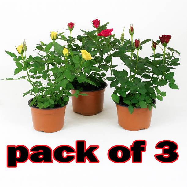 BloomShadow Rose Plant