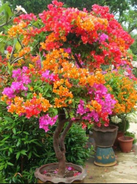 HALDER Baugainvillea Plant