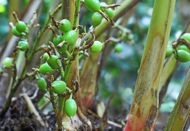 Cloud Farm Elaichi/Cardamom Plant
