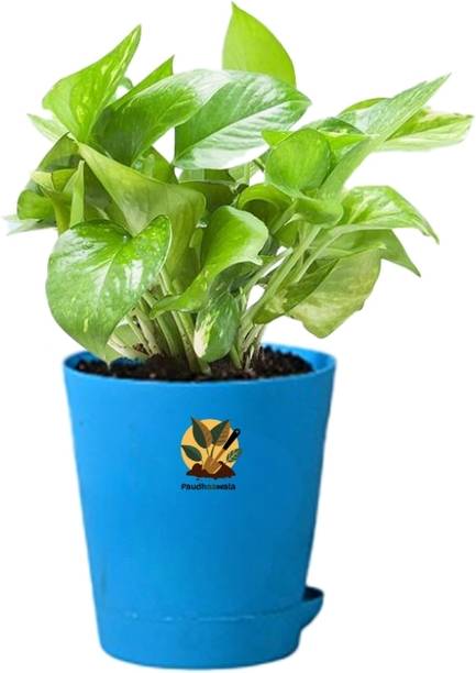 Paudhaawala Money Plant