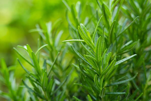 cpc star Rosemary Plant