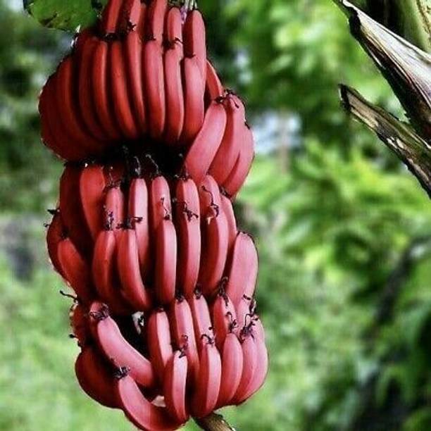 PlantShops Banana Plant