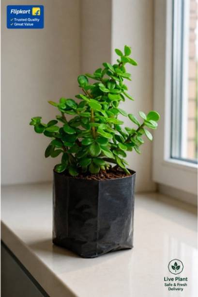 JB TREES Jade Plant