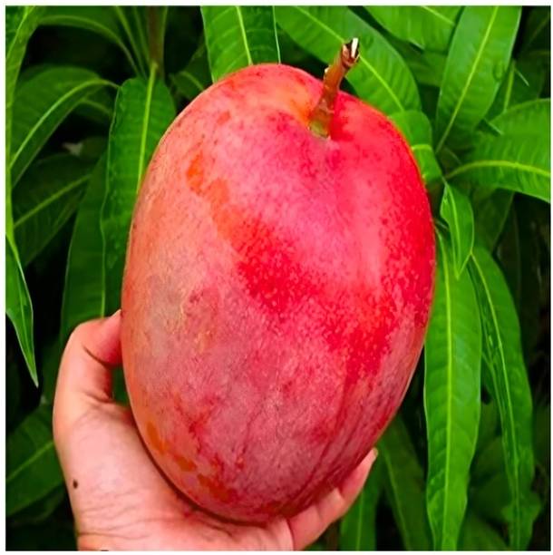 fuegoasiss Mango Plant