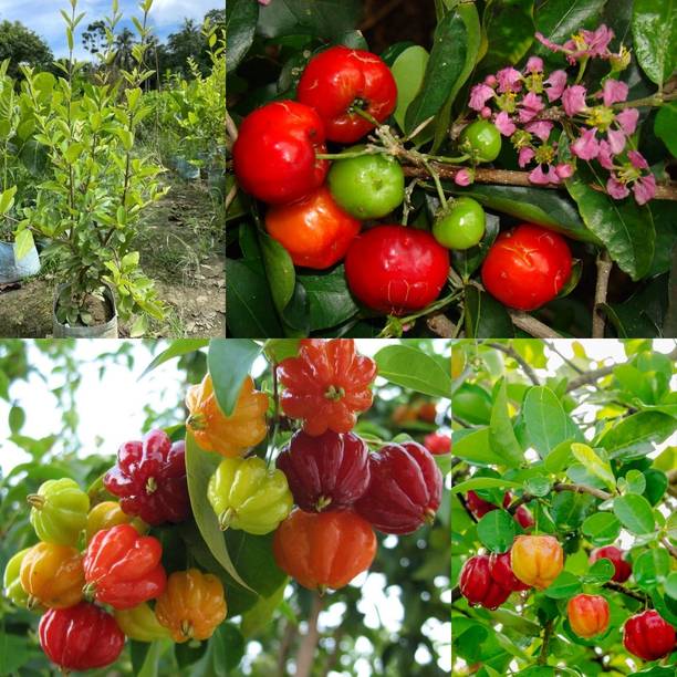Cloud Farm Cherry Fruit Plant