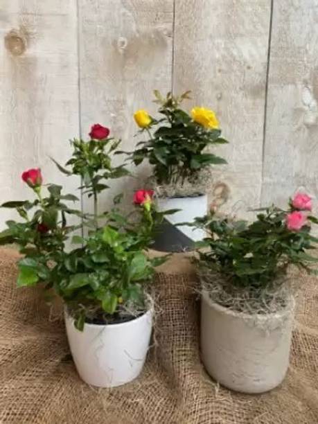 Cloud Farm Rose Plant