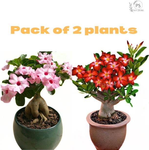 Treeinkle Adenium Plant