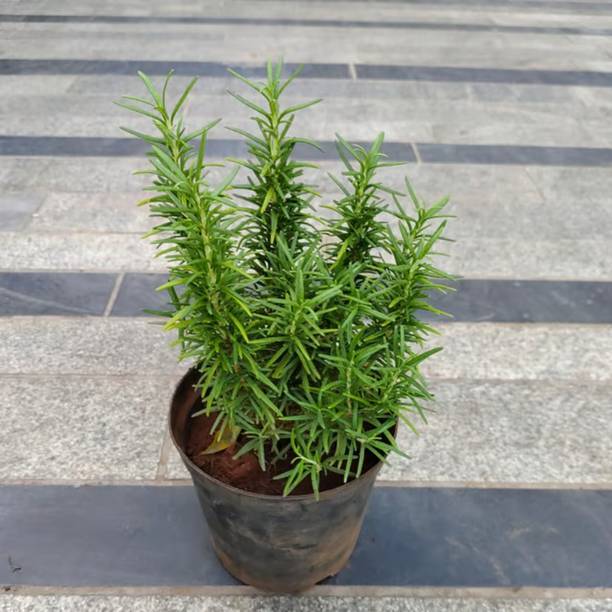 Aestheticplant Rosemary Herb Plant