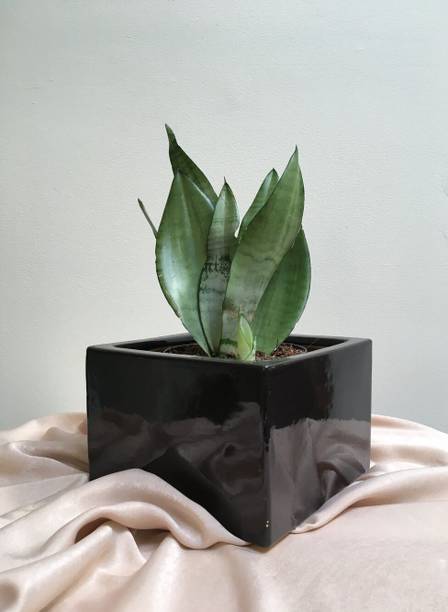 Aclipastal Snake Plant