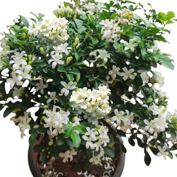 DEY CRAFT Madhu Kamini Plant