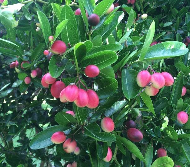 SRIJAPLANT Karonda Plant