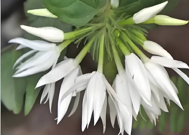 grren view Jasmine Plant