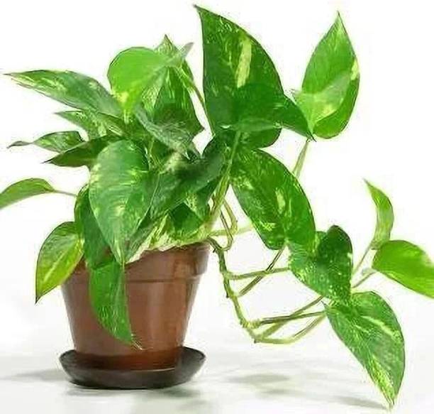 LivePlant Money Plant