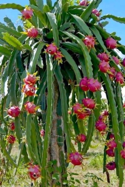 Barnaby Dragon Tree