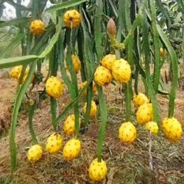 KUMUBON Dragon Tree