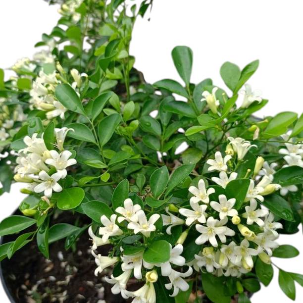 DEY CRAFT Madhu Kamini Plant