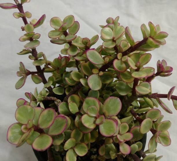 KrishnaNursery Jade Plant