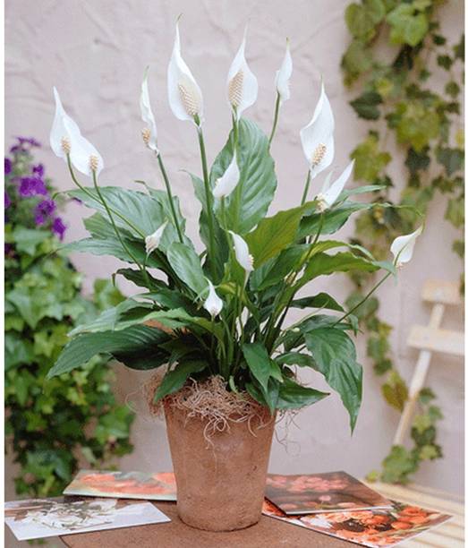 csmb Peace Lily Plant