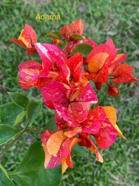 subha karno Bougainvillea Plant