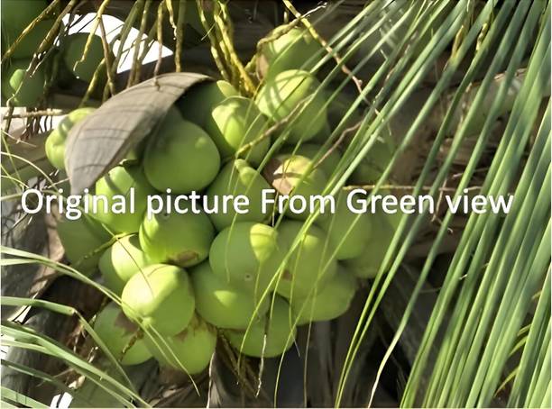 Green view Coconut Plant
