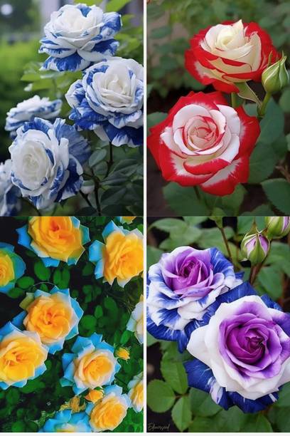 BREEZY BLOOMS Rose Plant