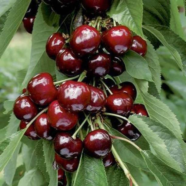 Cloud Farm Cherry Fruit Plant