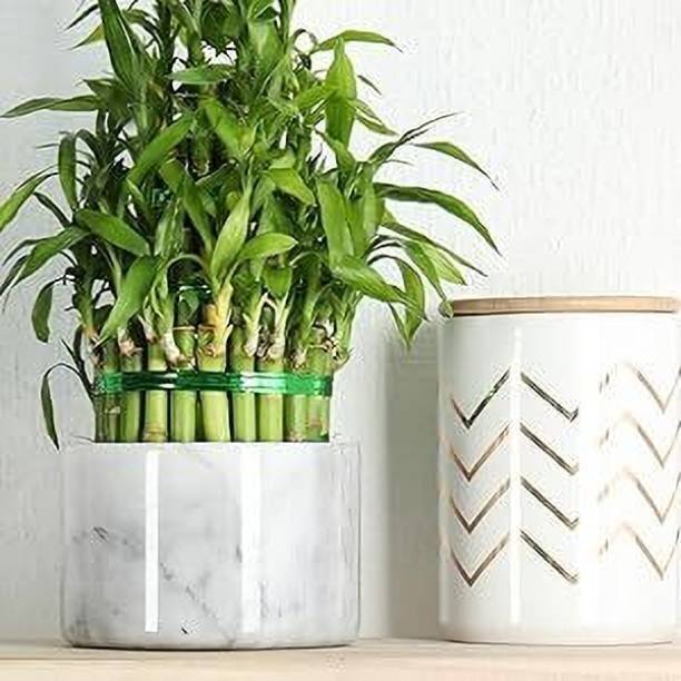 BloomShadow Lucky Bamboo Plant