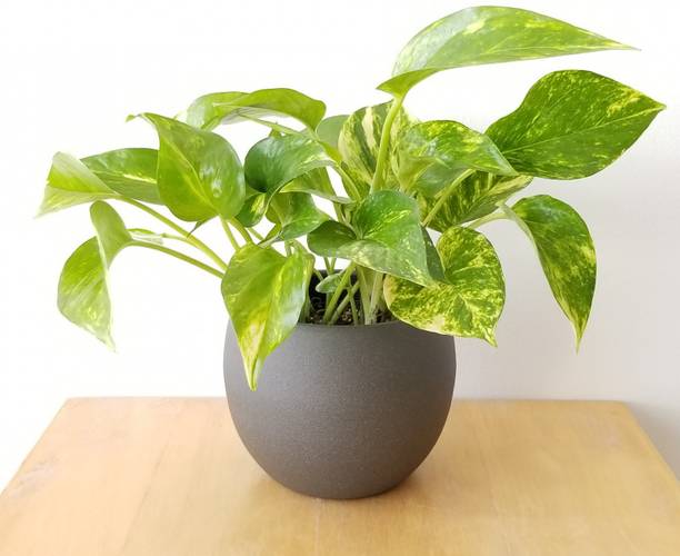 GREENSEE Money Plant